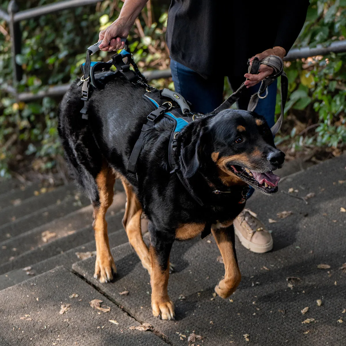 Large Conventional Harness