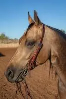 SINGLE EAR HEADSTALL